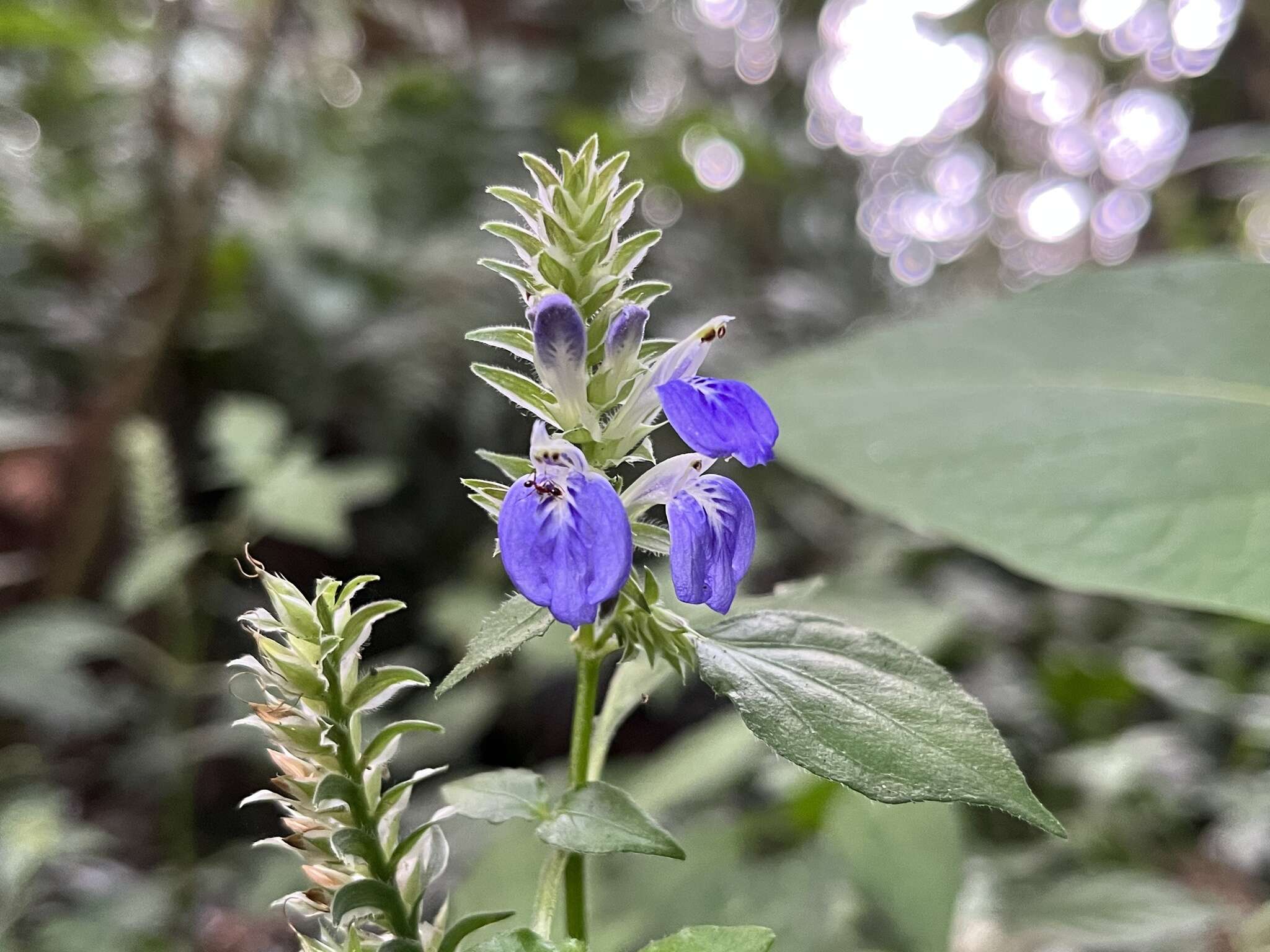 Image of Rungia taiwanensis Yamazaki