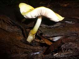 Volvariella bombycina (Schaeff.) Singer 1951 resmi