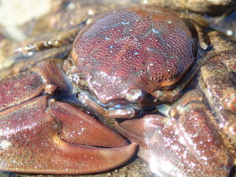 Image of flattop crab