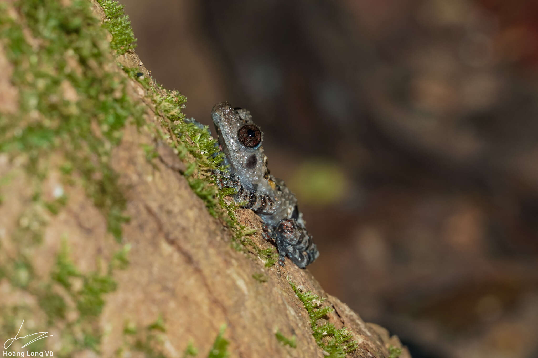 Image of Theloderma vietnamense Poyarkov, Orlov, Moiseeva, Pawangkhanant, Ruangsuwan, Vassilieva, Galoyan & Nguyen et al. 2015