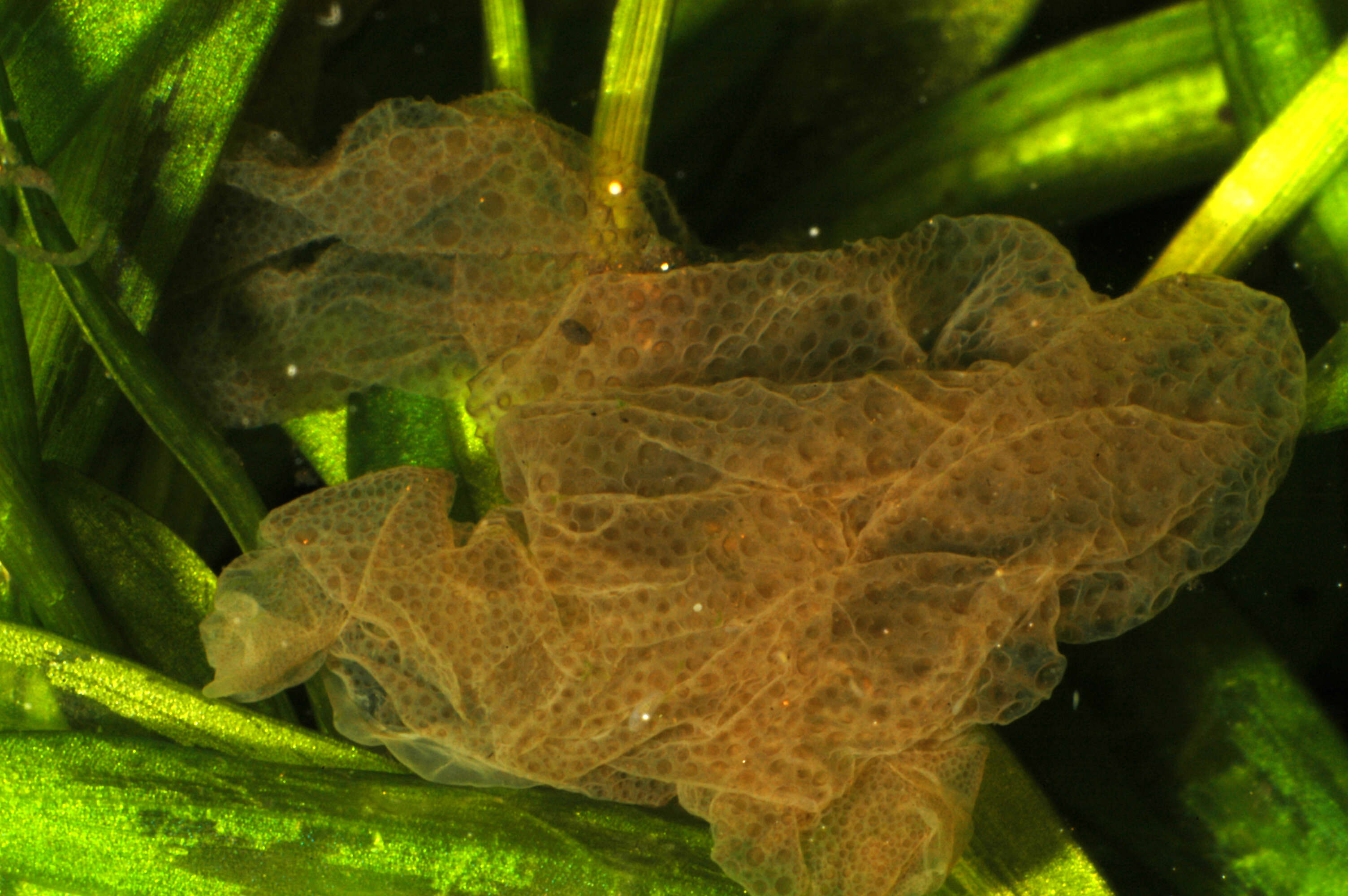 Image of African dwarf frog