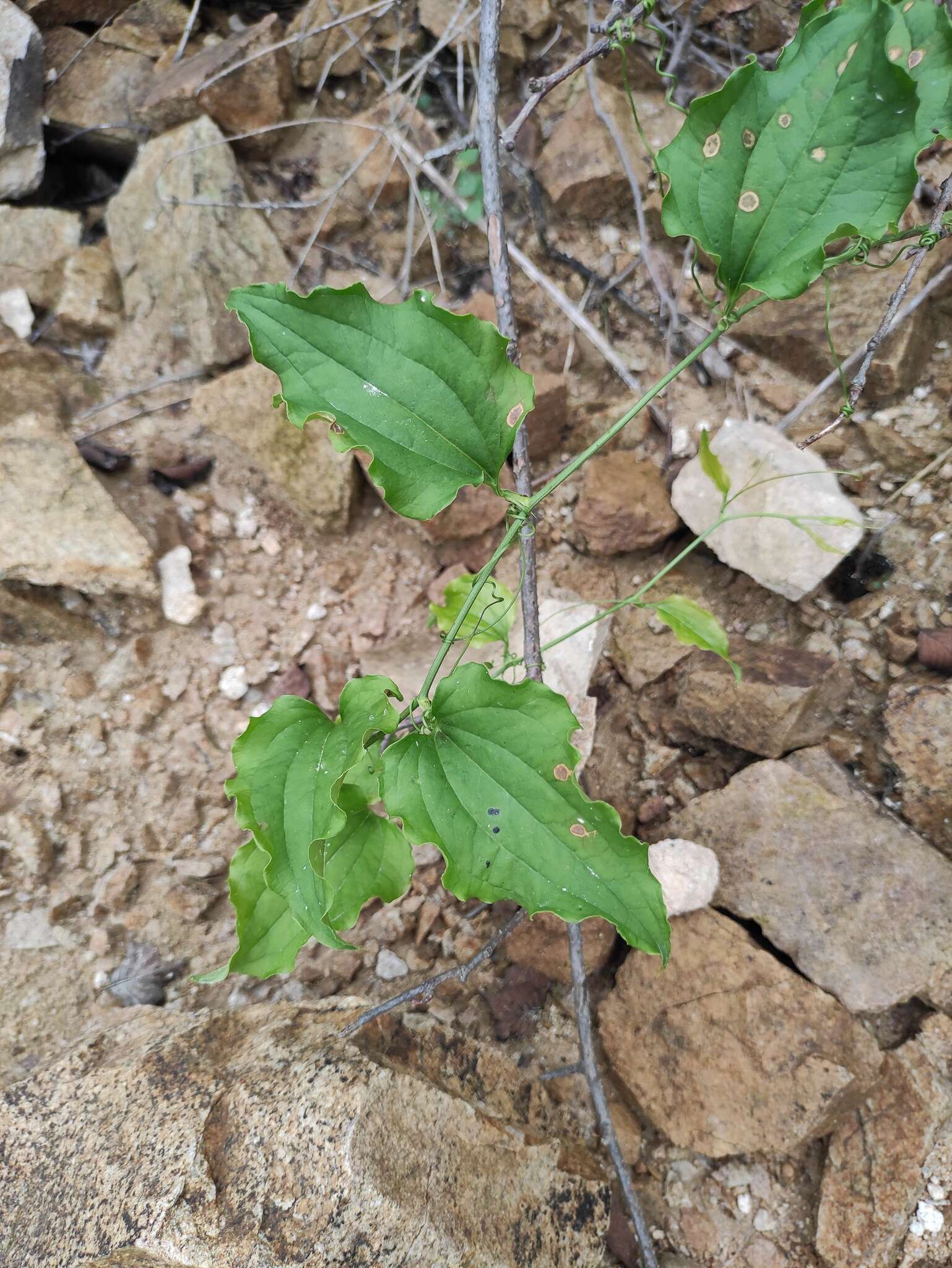 Image of Smilax sieboldii Miq.