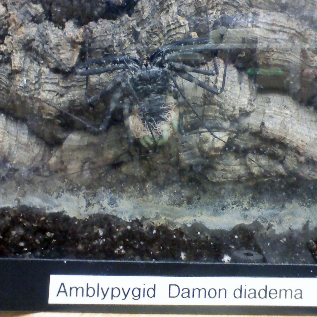 Image of Damon diadema (Simon 1876)