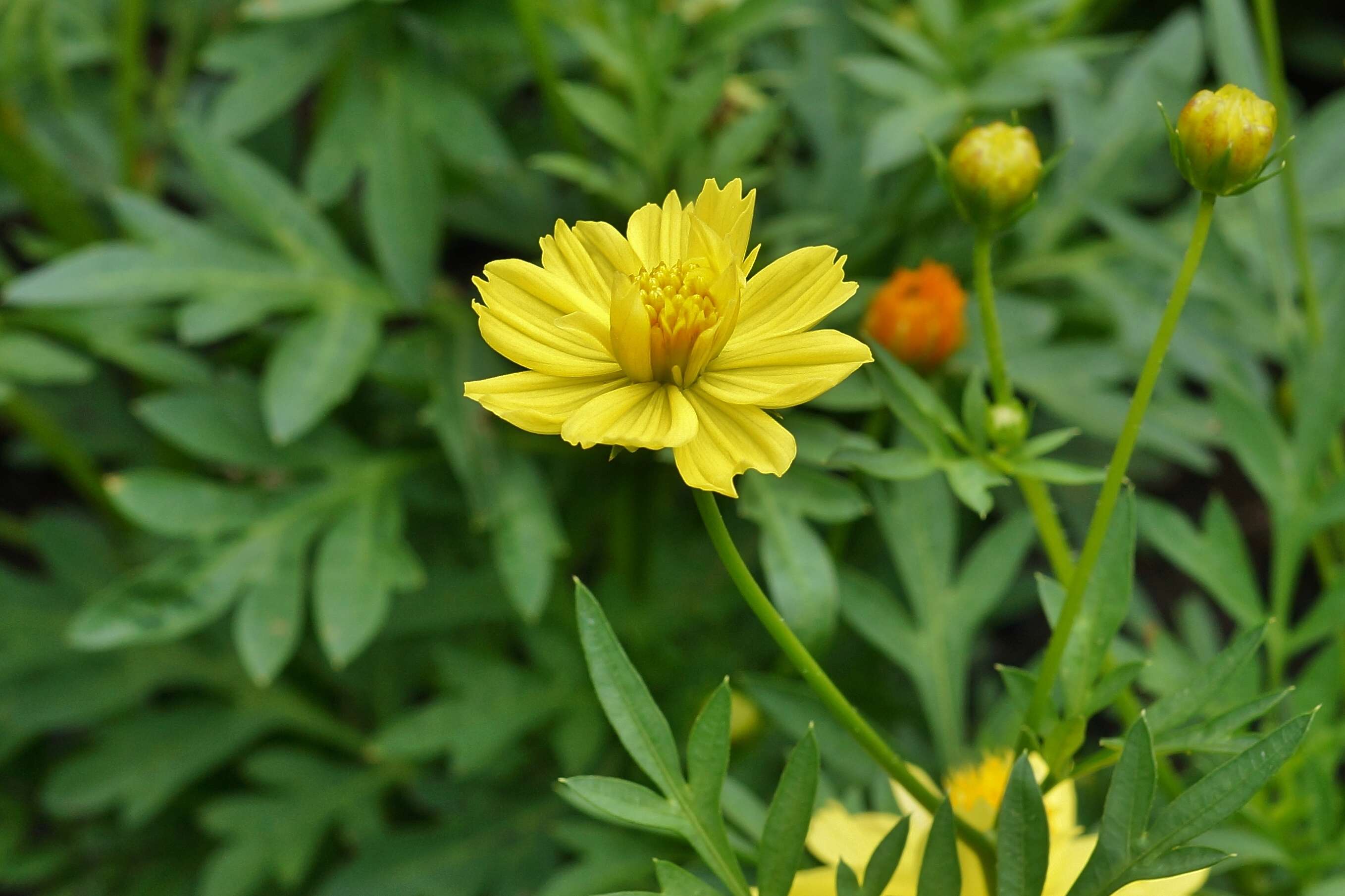 Image of sulphur cosmos