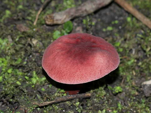 Image of Gyroporus purpurinus Singer ex Davoodian & Halling 2013