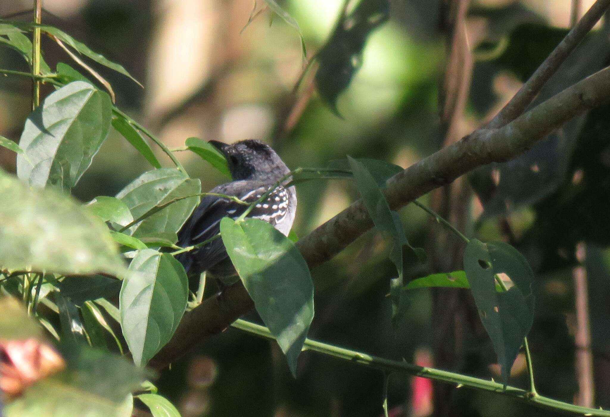 Image of Black-crowned Antshrike