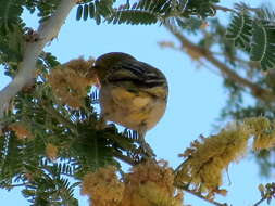 Image of <i>Ploceus velatus caurinus</i>