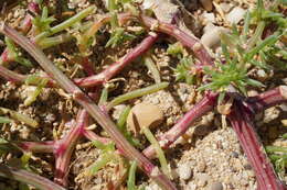 صورة Kali tragus subsp. pontica (Pall.) Mosyakin