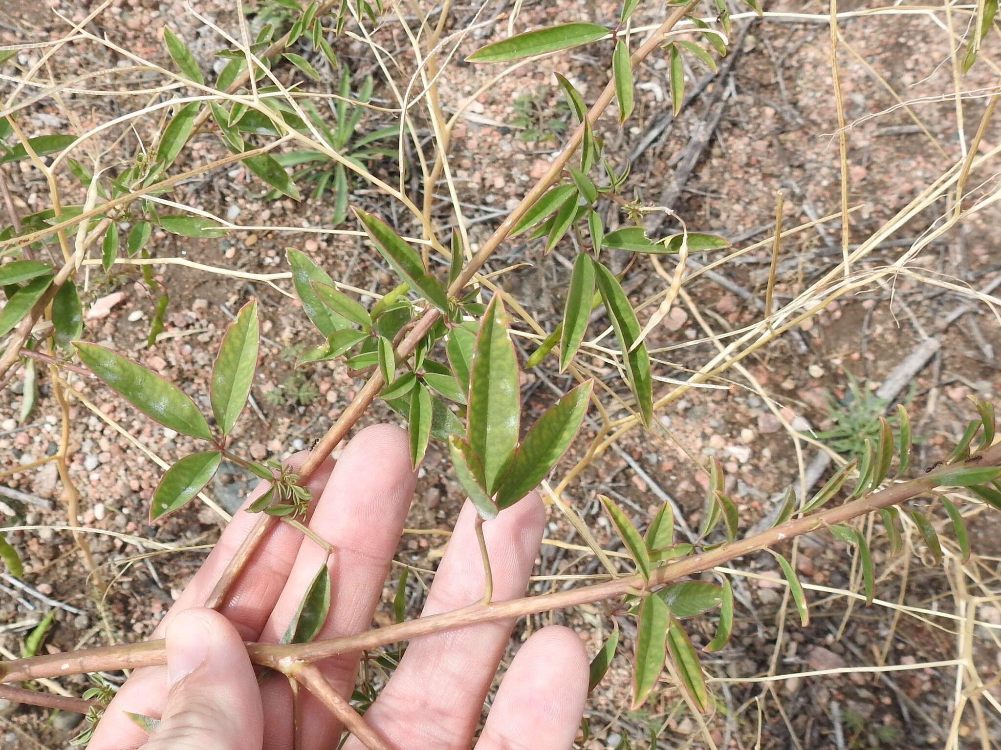 Image of Cleomella serrulata (Pursh) Roalson & J. C. Hall