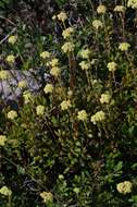 Image of Crassula latibracteata Tölken