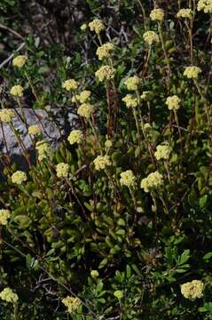 Image of Crassula latibracteata Tölken