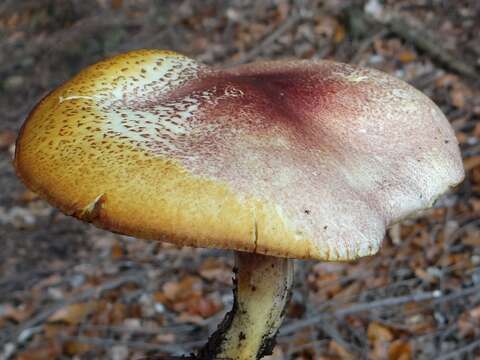 Image of Tricholomopsis rutilans (Schaeff.) Singer 1939