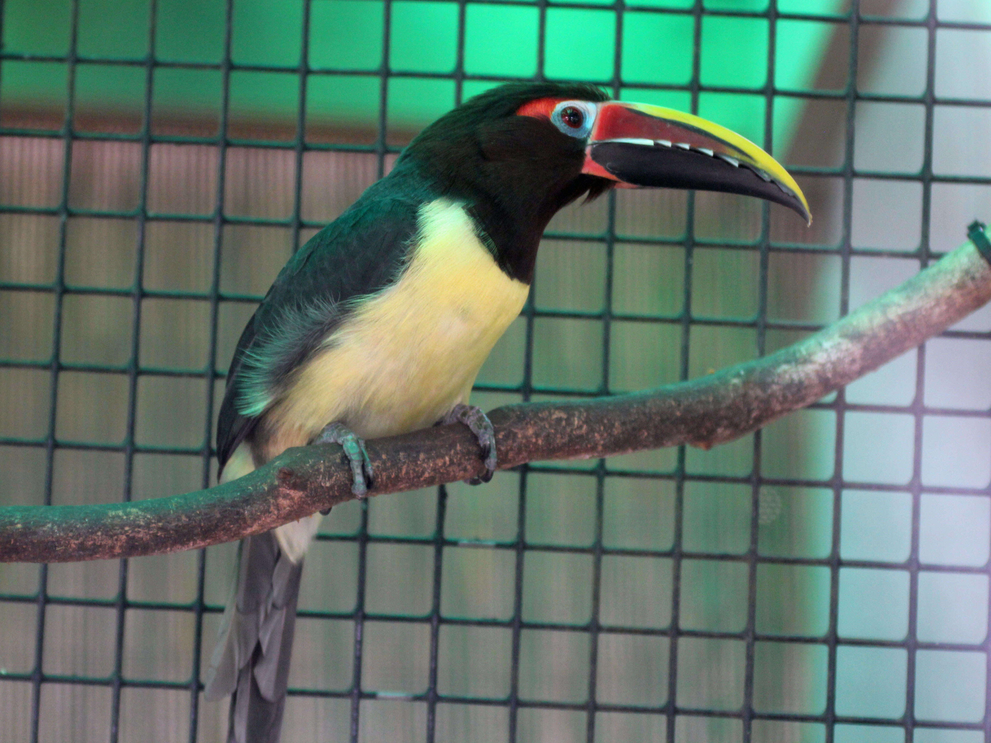 Image of Green Aracari