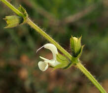 Image de Salvia ceratophylla L.