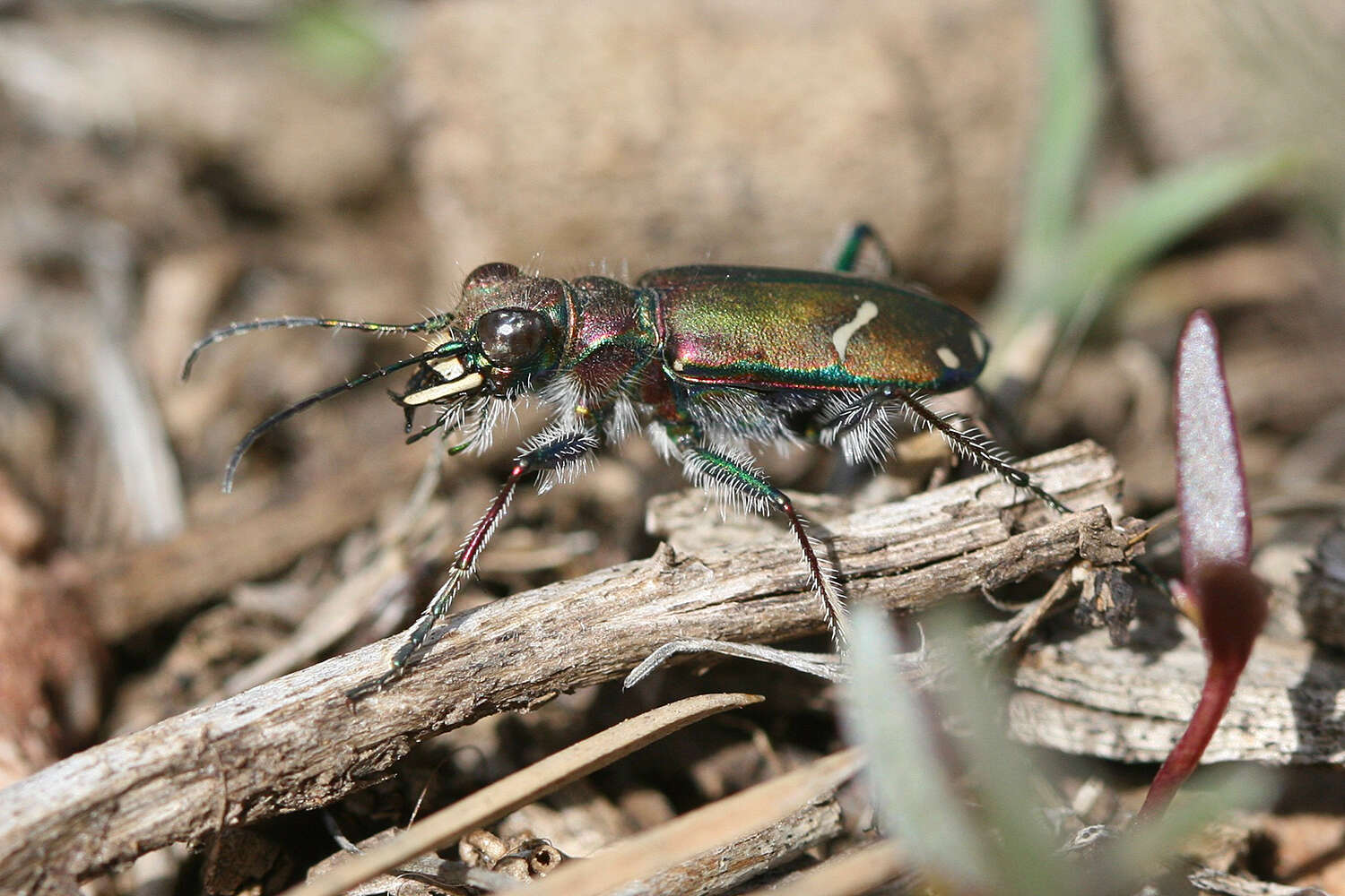 Image of Cowpath tiger beetle