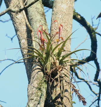 Imagem de Tillandsia belloensis W. Weber