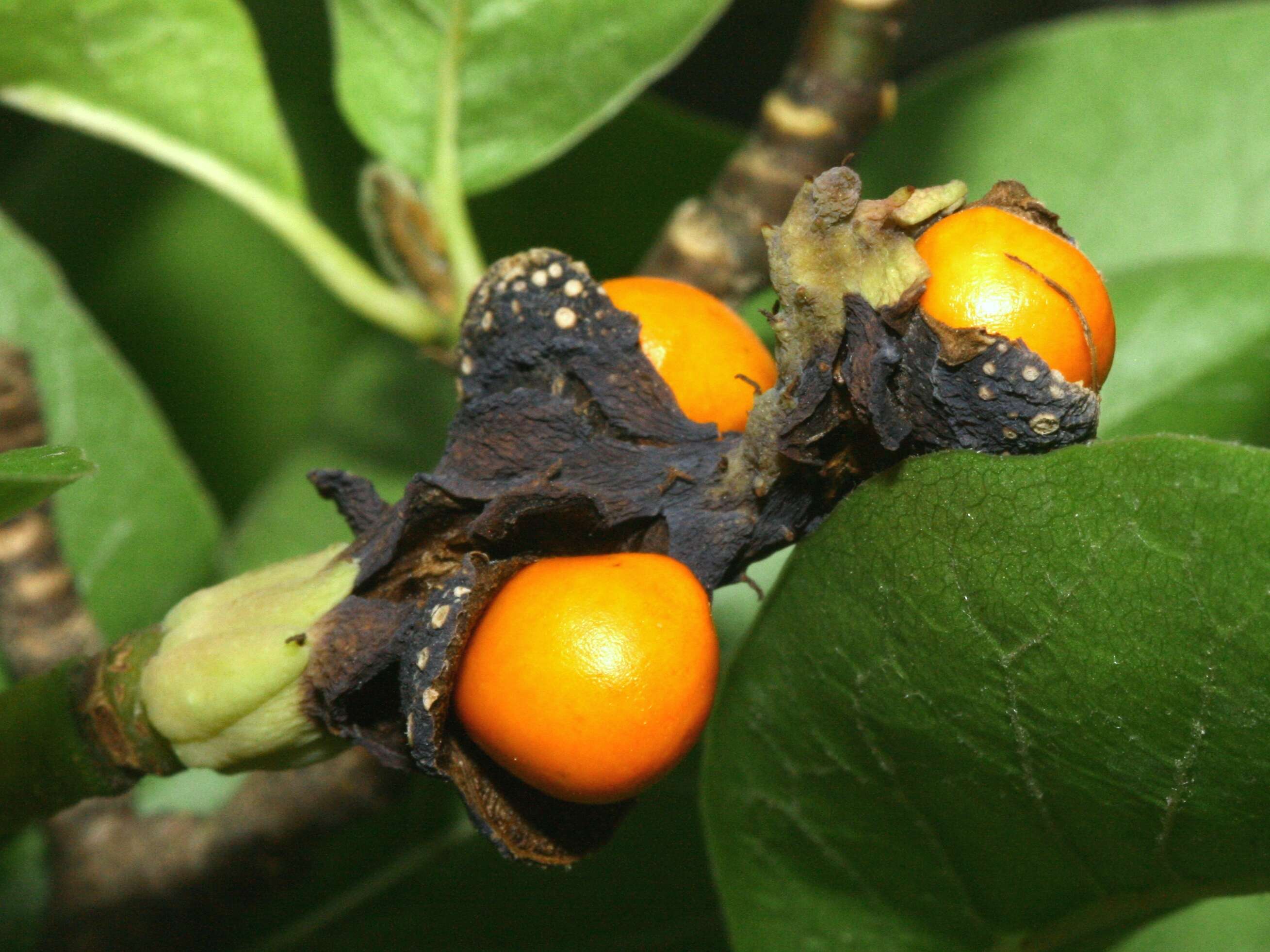 Image of Kobus magnolia