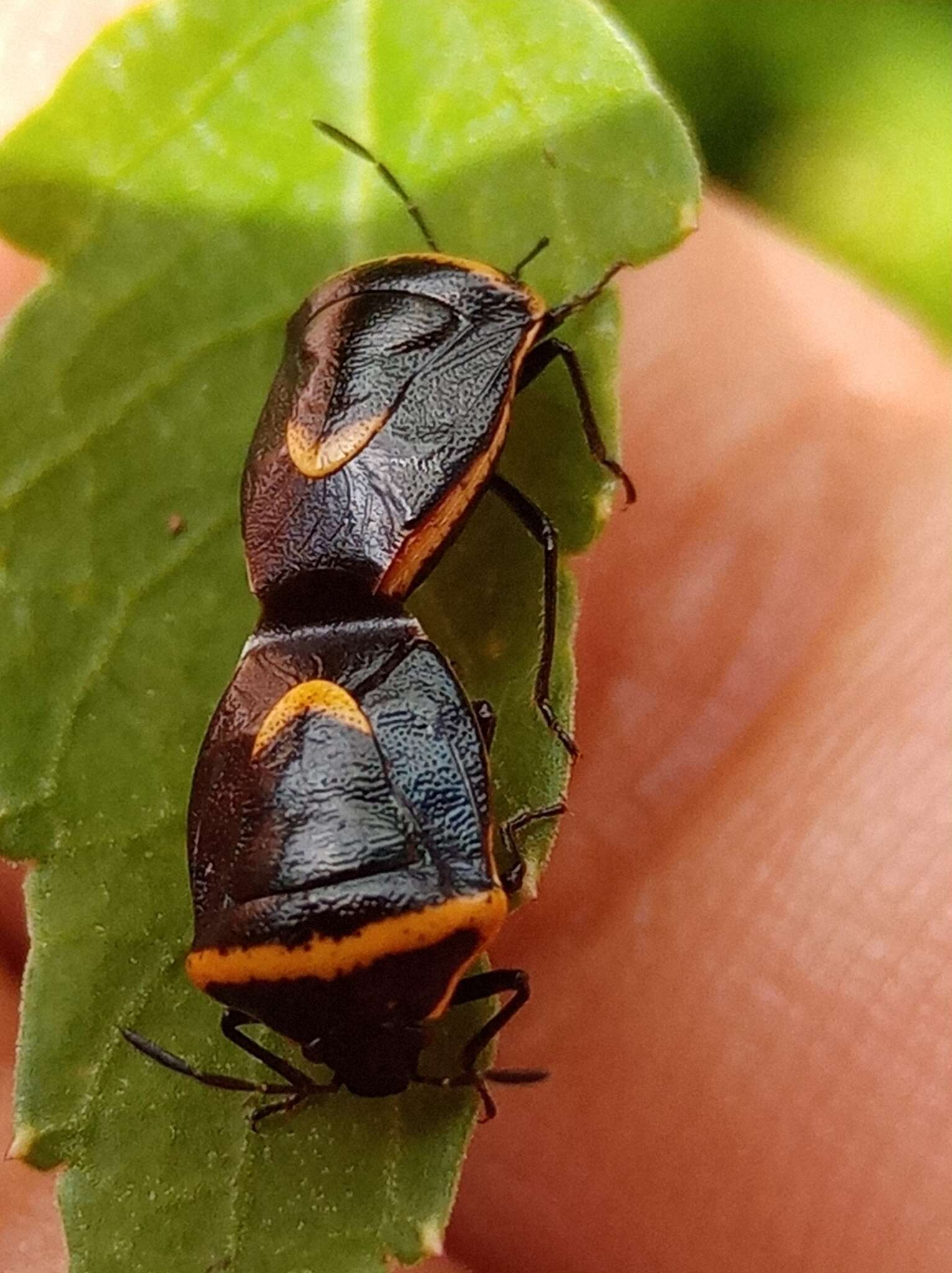 Image of Cosmopepla decorata (Hahn 1834)