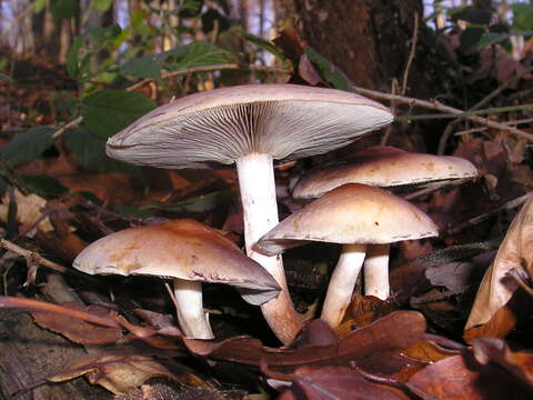 Image of Hypholoma lateritium (Schaeff.) P. Kumm. 1871