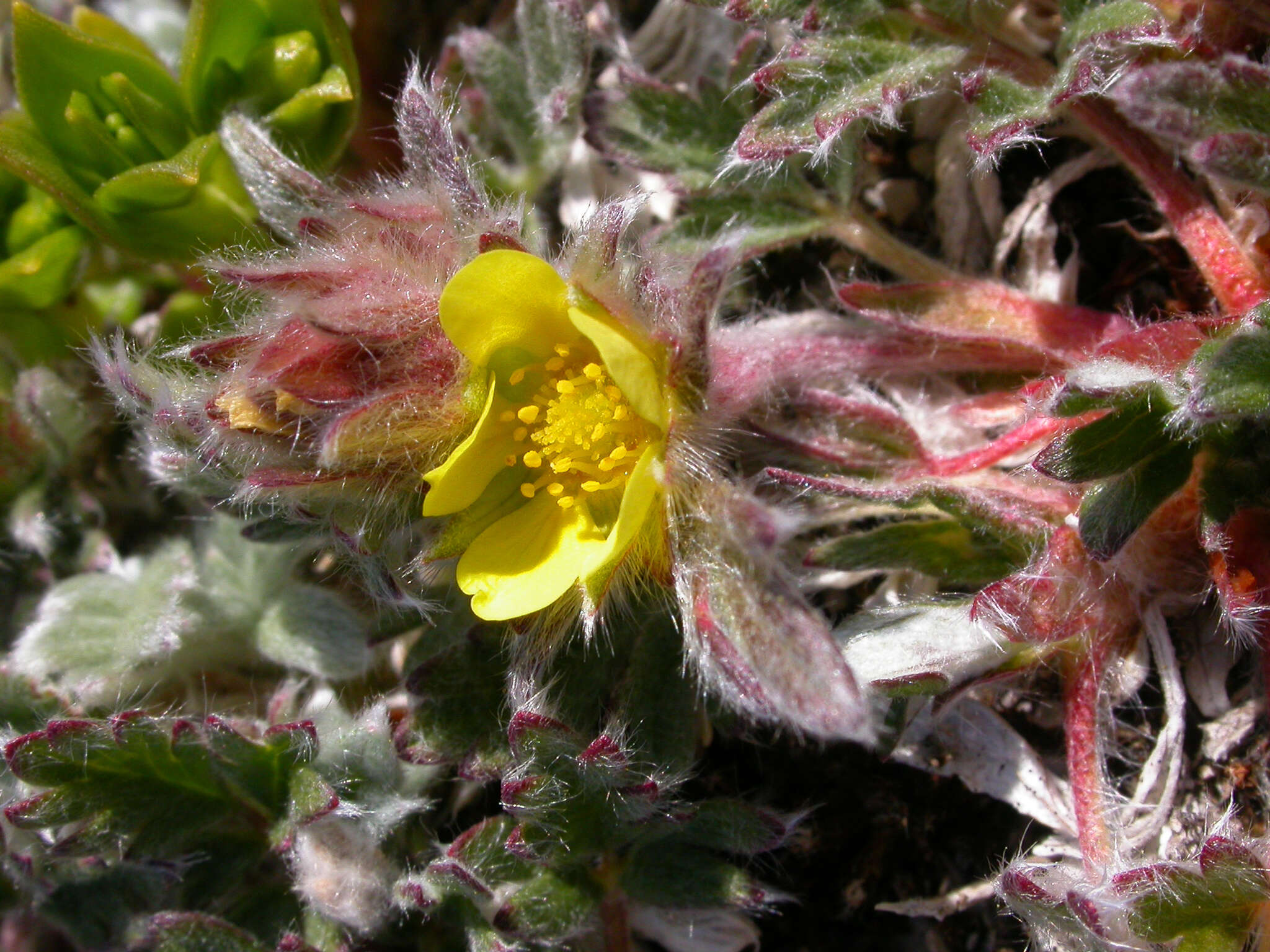 Image of pretty cinquefoil