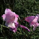 Слика од Gladiolus hirsutus Jacq.