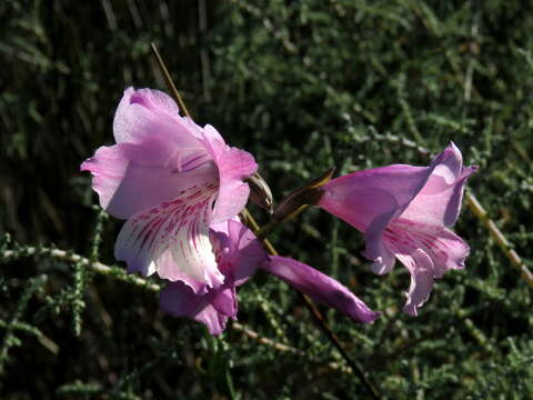 Image of Gladiolus hirsutus Jacq.