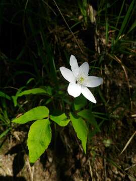 Image of Anemone trifolia subsp. trifolia