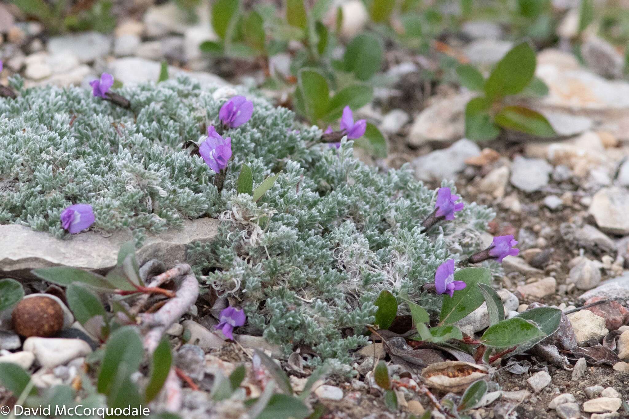 Image of locoweed