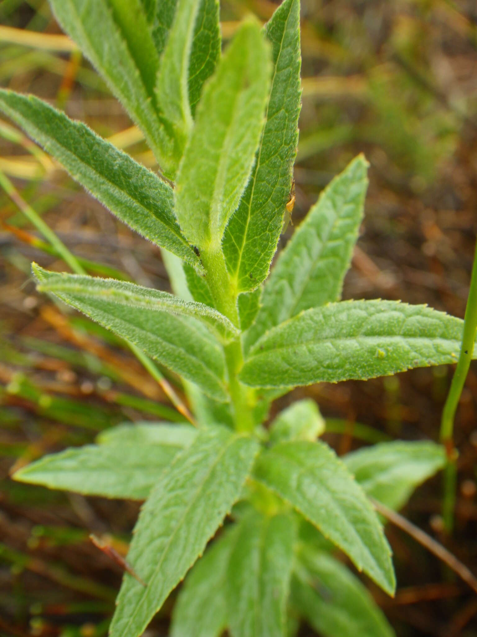 Image of Cyphia elata Harv.