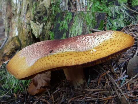 Image of Tricholomopsis rutilans (Schaeff.) Singer 1939