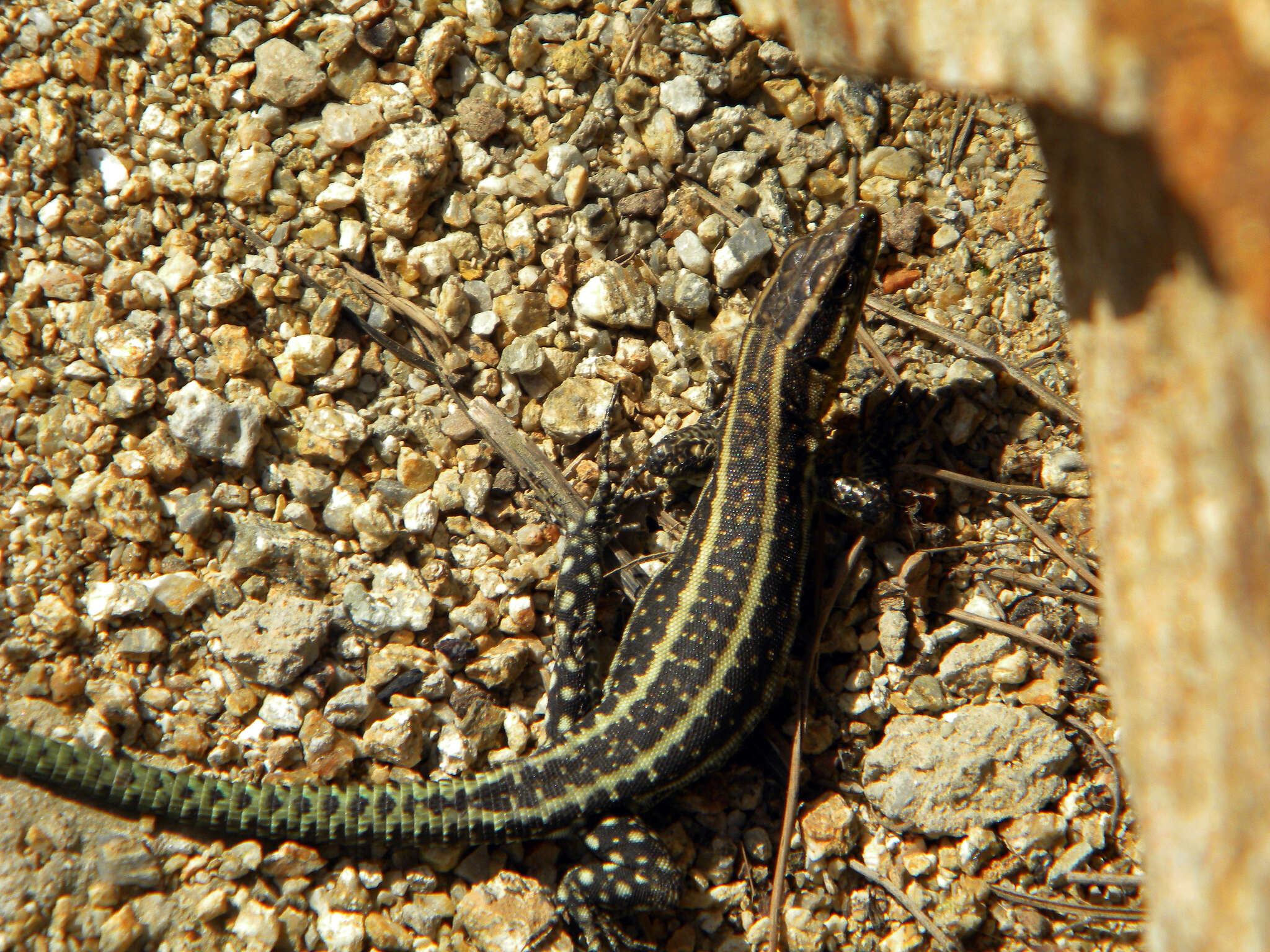 Anatololacerta anatolica (Werner 1900) resmi