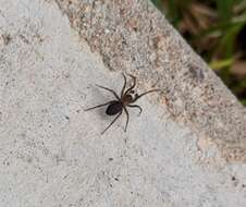 Image of Cribellate spider