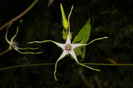 Image of Oxypetalum mosenii Malme