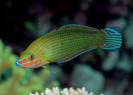 Image of Chain-lined wrasse