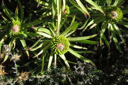 Image of <i>Leucadendron <i>lanigerum</i></i> var. lanigerum