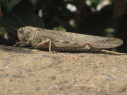 Image of egyptian grasshopper, tree locust