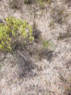 Imagem de Marasmodes defoliata S. Ortiz