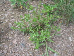 Image of american speedwell