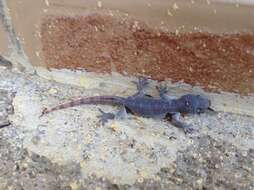 Hemidactylus angulatus Hallowell 1854 resmi