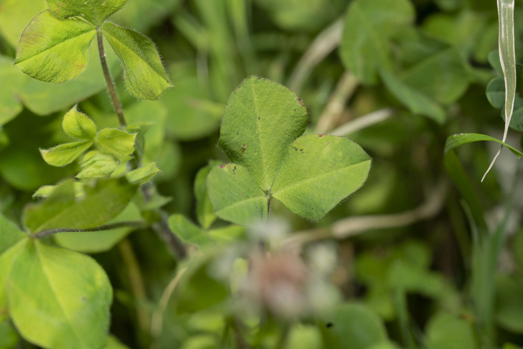 Image of shield clover