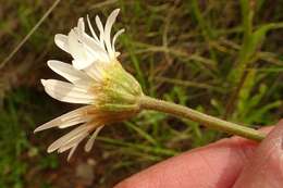 Image of Brachyscome diversifolia (Hook.) Fischer & C. Meyer