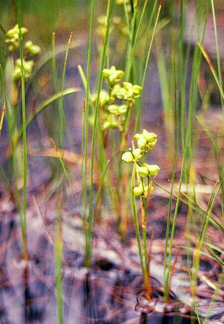 Image of pod-grass family