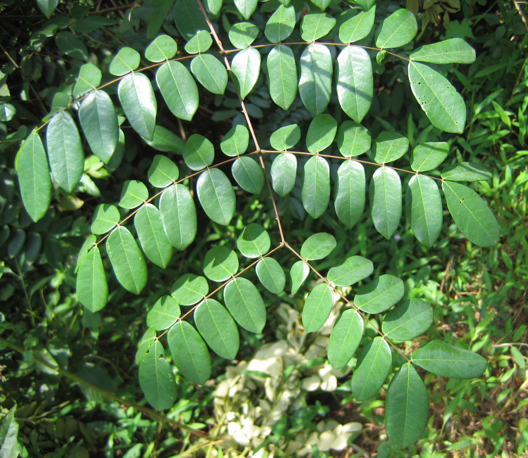 Image of Brown Nickarbean