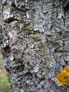 Image of melanelia lichen