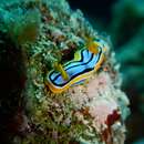 Слика од Chromodoris elisabethina Bergh 1877