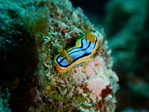 Image of Chromodoris elisabethina Bergh 1877