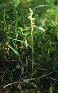 Image of Dwarf rattlesnake plantain (America)