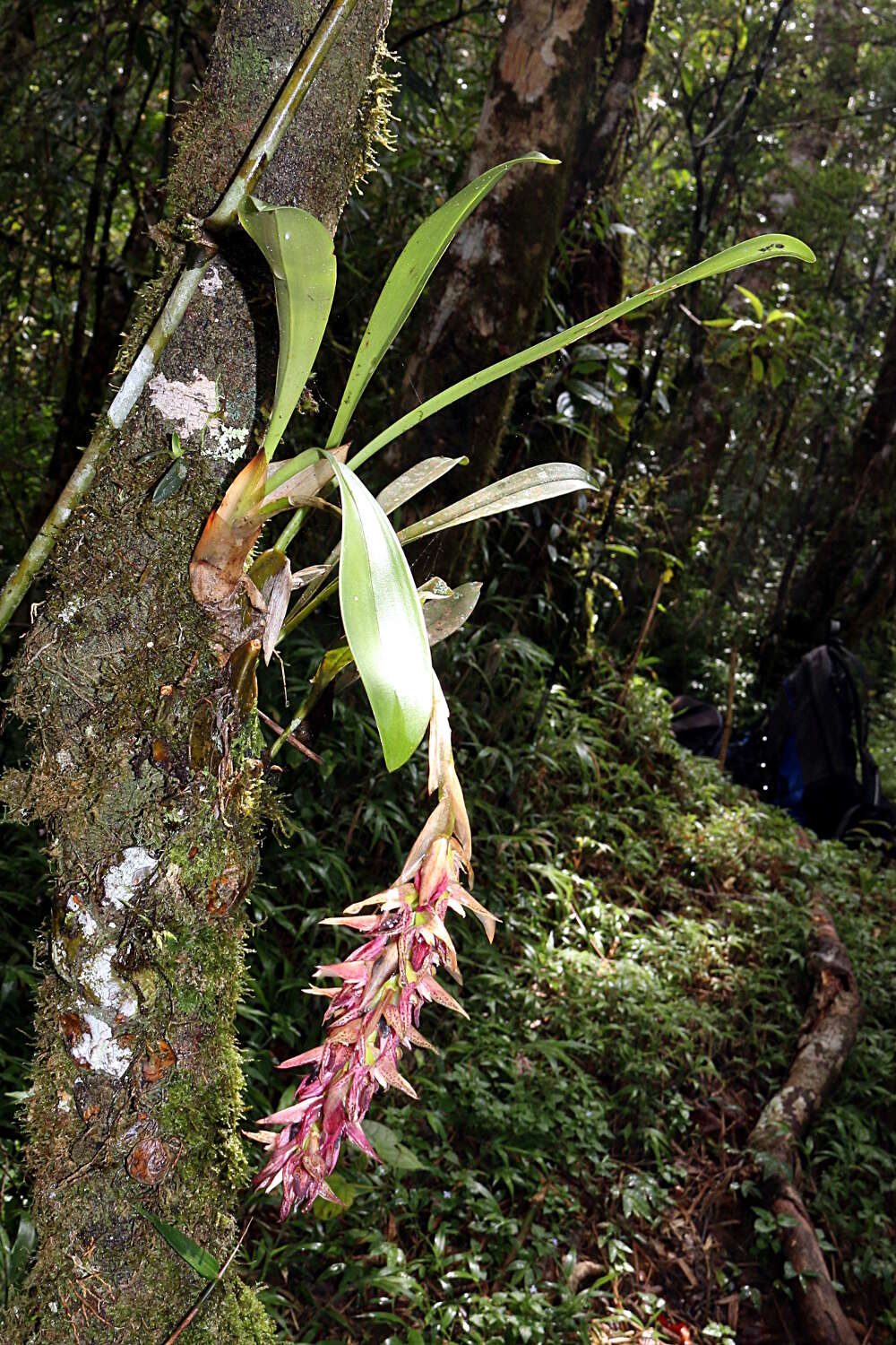 Image of Bulbophyllum occlusum Ridl.