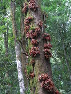 Image of Dysoxylum parasiticum (Osbeck) Kosterm.