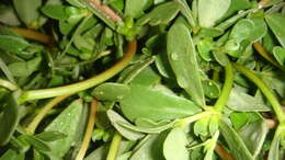 Image of common purslane